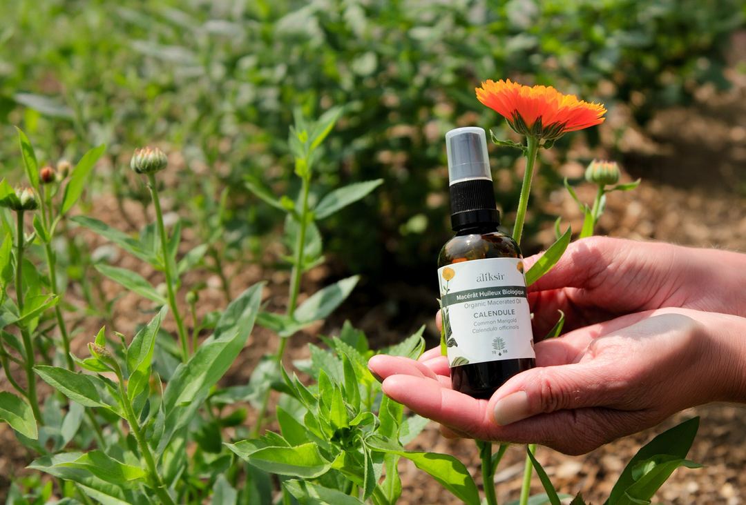 Flacon de macérat de calendule biologique Aliksir tenu dans une main, entouré de fleurs de souci dans un jardin